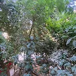 The Treehouse