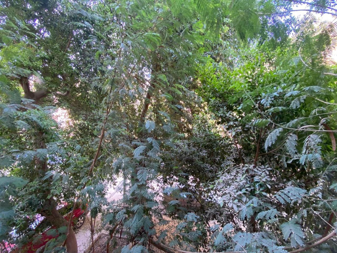The Treehouse Cairo